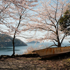 4月10日　琵琶湖湖北　大浦〜菅浦の桜