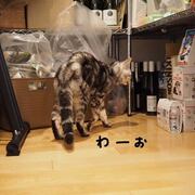 まめじろうな日々 カテゴリーの記事一覧 51ページ目 - でぶアメショと