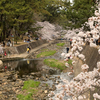 夙川公園の桜