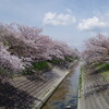 高田川の千本桜