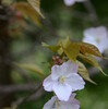 仁淀川の桜巡礼　故郷の桜