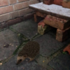 Hedgehog Houseをこさえてみた