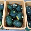 冬至用のくりまさるを収穫しています。大きさ収量ともに😢です。