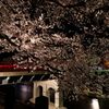 飛騨高山の夜桜