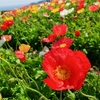 淡路島☆あわじ花さじき