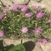 松葉菊