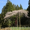 七反の枝垂れ桜・・