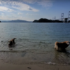 愛媛県の大島、道の駅 よしうみいきいき館近くの浜で休憩 ゴールデンレトリバーは海水浴？