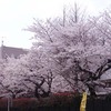 桜満開なれど風強し・・・