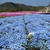 花夢の里：花めぐりシリーズ ⑰（広島県世羅郡世羅町）