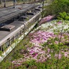 近鉄高の原駅のツツジ２０２２年（４月下旬～５月上旬）