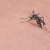 【米】フロリダキーズ、デング熱警報発令