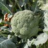 畑のブロッコリーが食べごろに