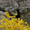 レンギョウと桜