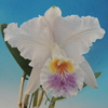 Cattleya  lueddemanniana f.coerulea 'Joan Pablo'   