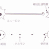 管理栄養士国家試験問題　人体～　情報伝達の問題の基礎知識