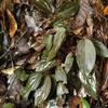 Homalomena sp from Lahat【AZ1123-1】