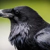 カラスの知能と飛行を科学する　バイオミメティクスが解き明かす驚異の能力