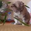 ピピと猫じゃらし　１　動画