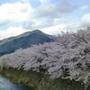 見頃を迎えた、高野川沿いの桜並木