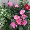 お花はきれいに咲いているけど