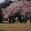 晴れ／普通／新宿御苑