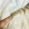  猫写真♯333