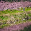 河津桜が咲く河川敷