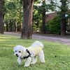 【犬の食事完全ガイド】ドッグフードの選び方や与えてはいけない食材を解説