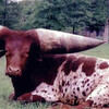 Watusi