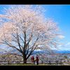 城址跡の桜