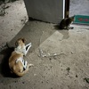 犬と猫