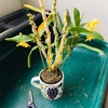 21年植替え Day3 デンドロ、コチョウラン