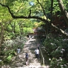 シャクナゲと青紅葉彩る室生寺