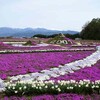 休耕田の芝桜