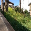 氷川神社の菜の花とカタバミ