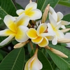 Plumeria