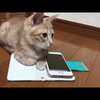 自分のスマホだと思っている子猫がかわいい　　Kitten says it is her smartphone