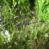 枝にとまるオオヤマトンボのオス