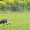 出水へ鳥を見に（２０２０　０２２９～０３０１）その４。