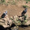 2021-0048_【20210607～0609】通勤途中に撮つた鳥たち（通勤途中、鳥写真）