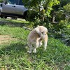 老犬ホームあん｜新人さん モモ^^
