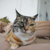 しじみの表情あれこれ。