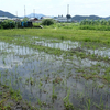 田んぼの草刈