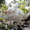 桜～平野神社その６