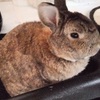 まるちゃんのお墓参り