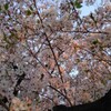 桜と聖地巡礼
