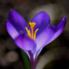 Crocus