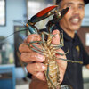 インドネシアのザリガニファーム（再録）