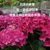【対岸の家事】第一話感想記事「専業主婦は絶滅危惧種・・・！？」（ある意味で詩穂の旦那のほうが死にそうだぞと思った）